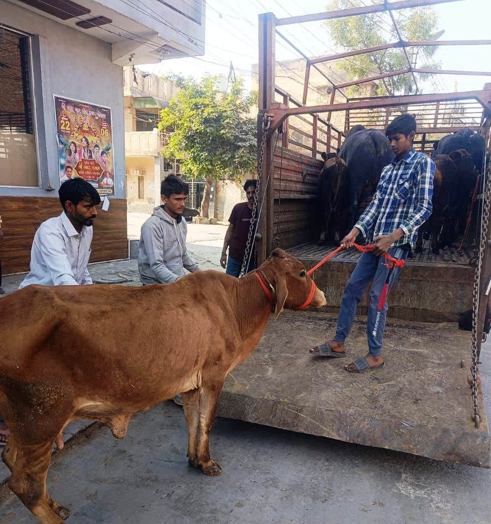 47...शहर से बेसहारा पशुओं को पकड़ती नगर निगम की टीम। स्रोत : निगम