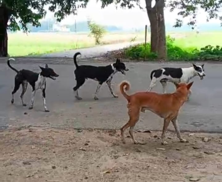 Instructions issued to prevent stray dogs from entering schools and sports complexes in Delhi