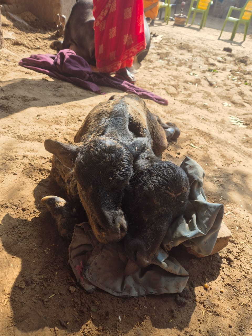 A buffalo in Gujarwas gave birth to a calf with two heads.