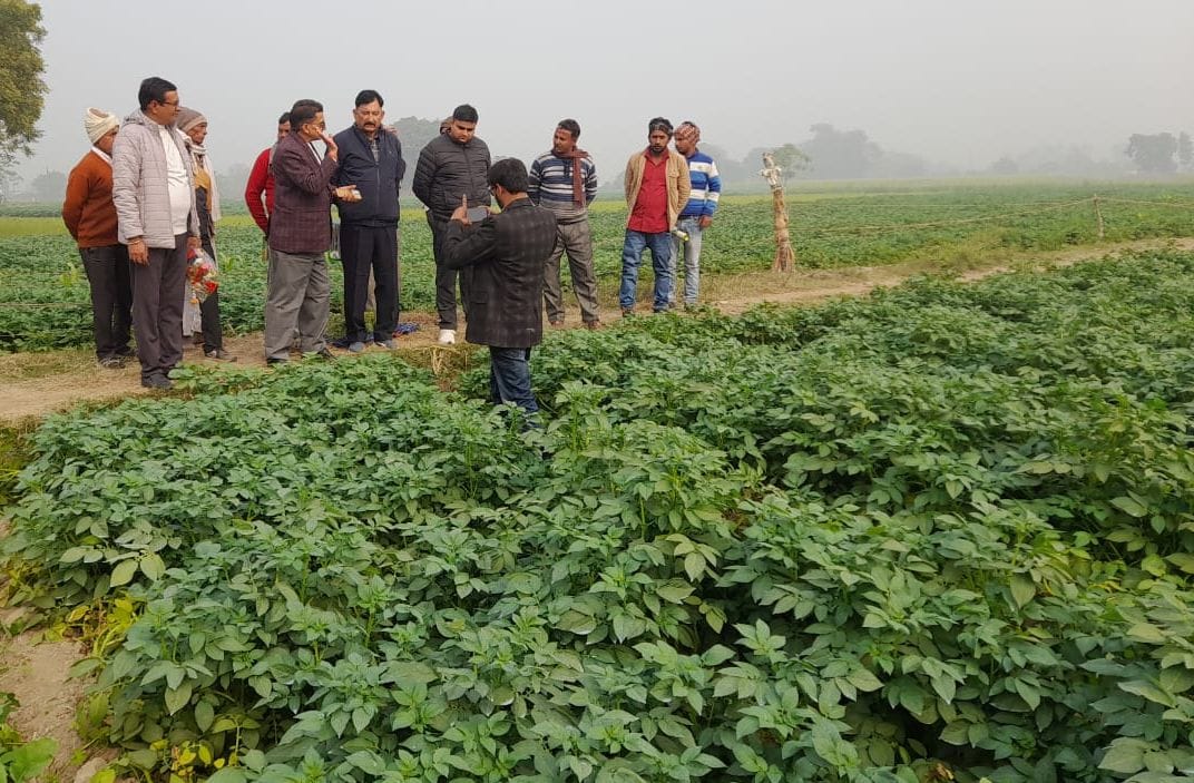 Danger of blight on late potato crop