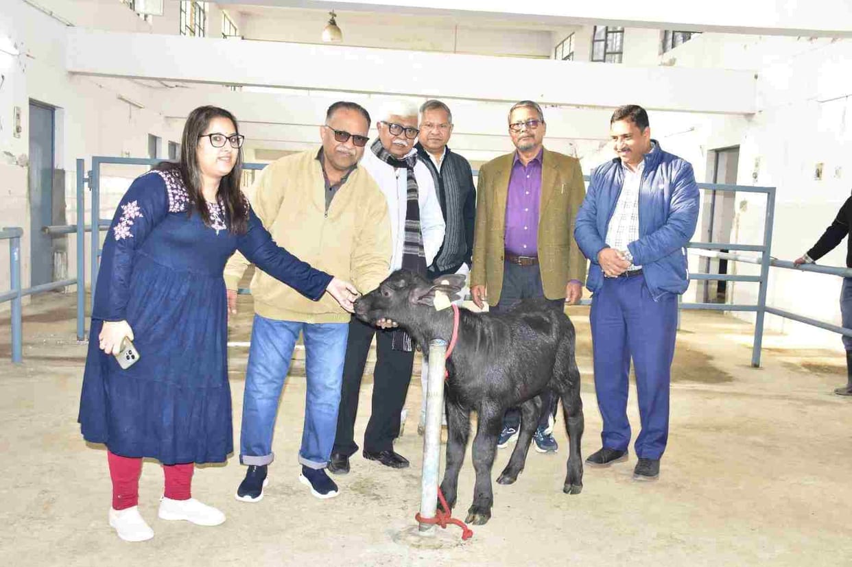 After 10 years, cloned calf Hisar Gaurav 2.0 was born at CIRB.