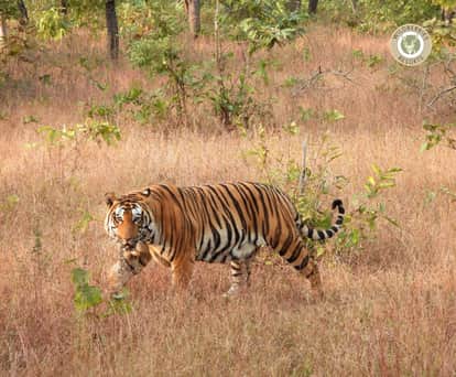Chhindwara News: Farmer killed in tiger attack in Pench buffer zone.