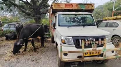 Shahdol News: Beohari police rescued five cattle from smugglers.