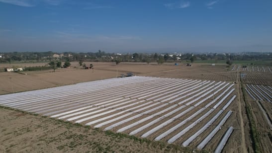 The water level in wells dropped by 10 feet, and crops withered without rain.