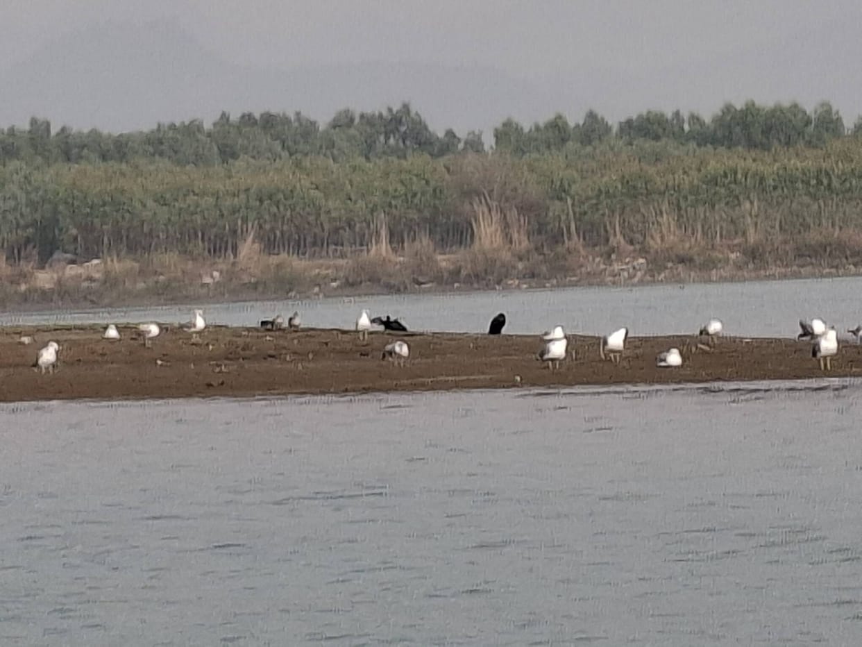 Migratory birds seen around Yamuna, barrage platform empty