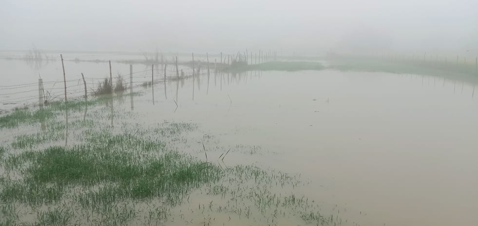 Water released suddenly in the canal, 50 acres of farmland submerged