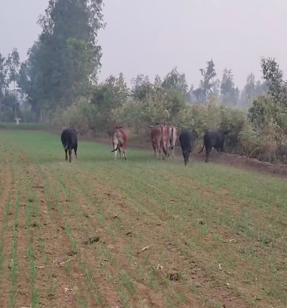Agriculture News