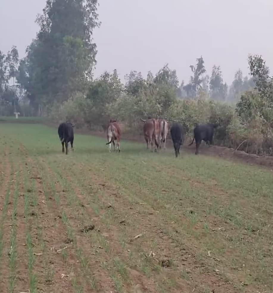 परगवाल में मवेशियों का झुंड खेतो से निकलता हुआ