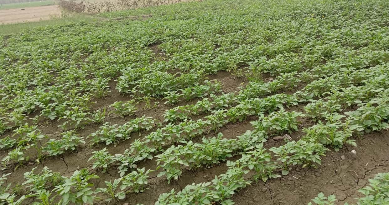 30 to 45 Days Crucial for Tuber Development in Potato Crop