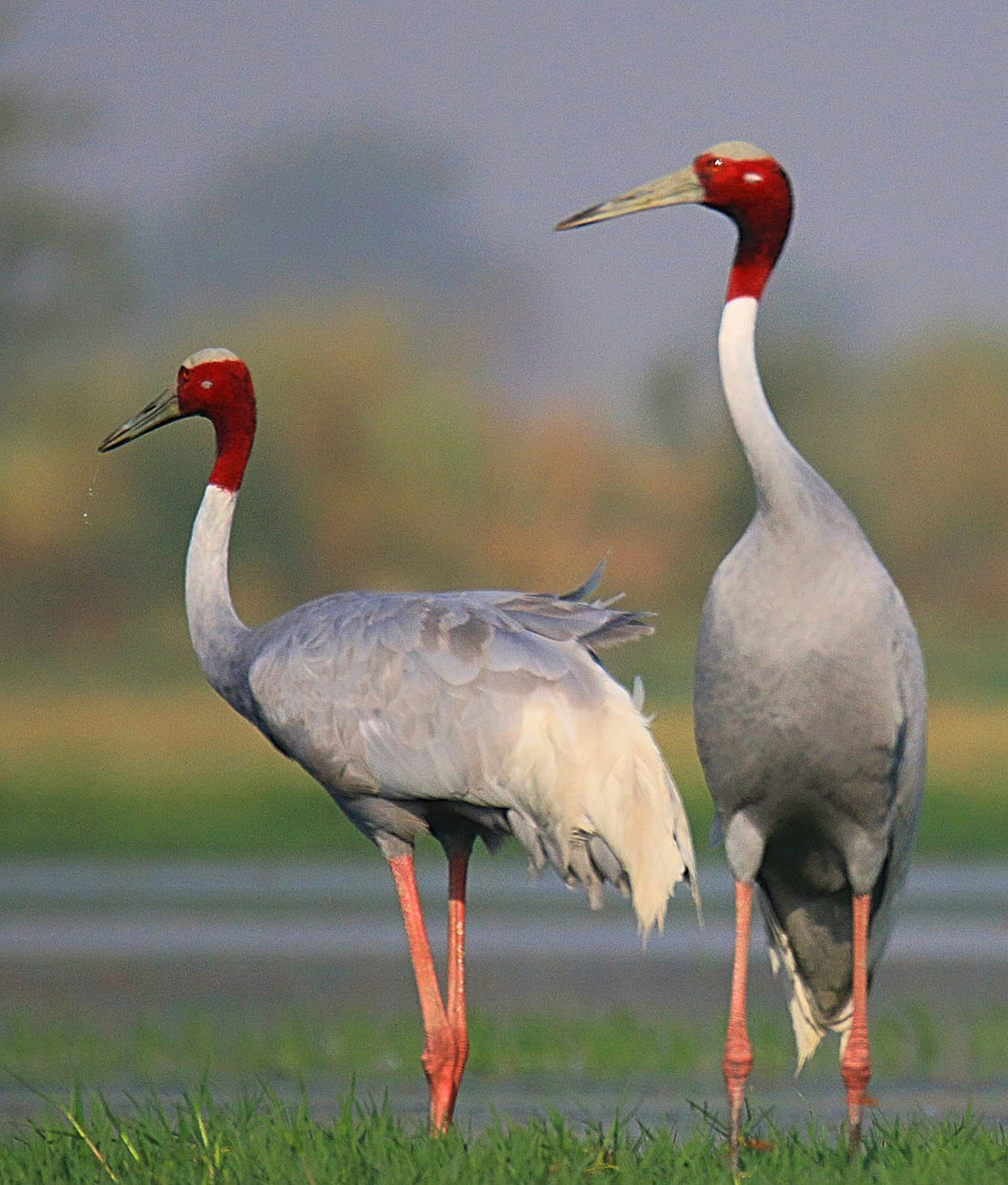 The state bird, the crane, is upset... not a single one was found in two days of counting.