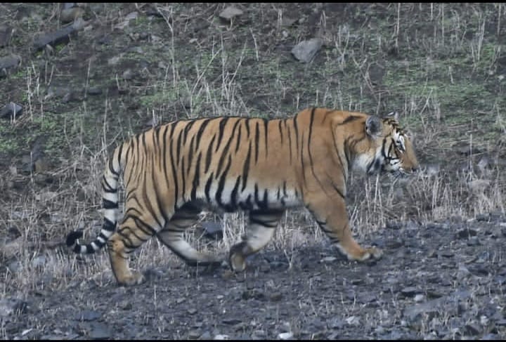 The sighting of a tiger in Sattal has caused panic among the people.