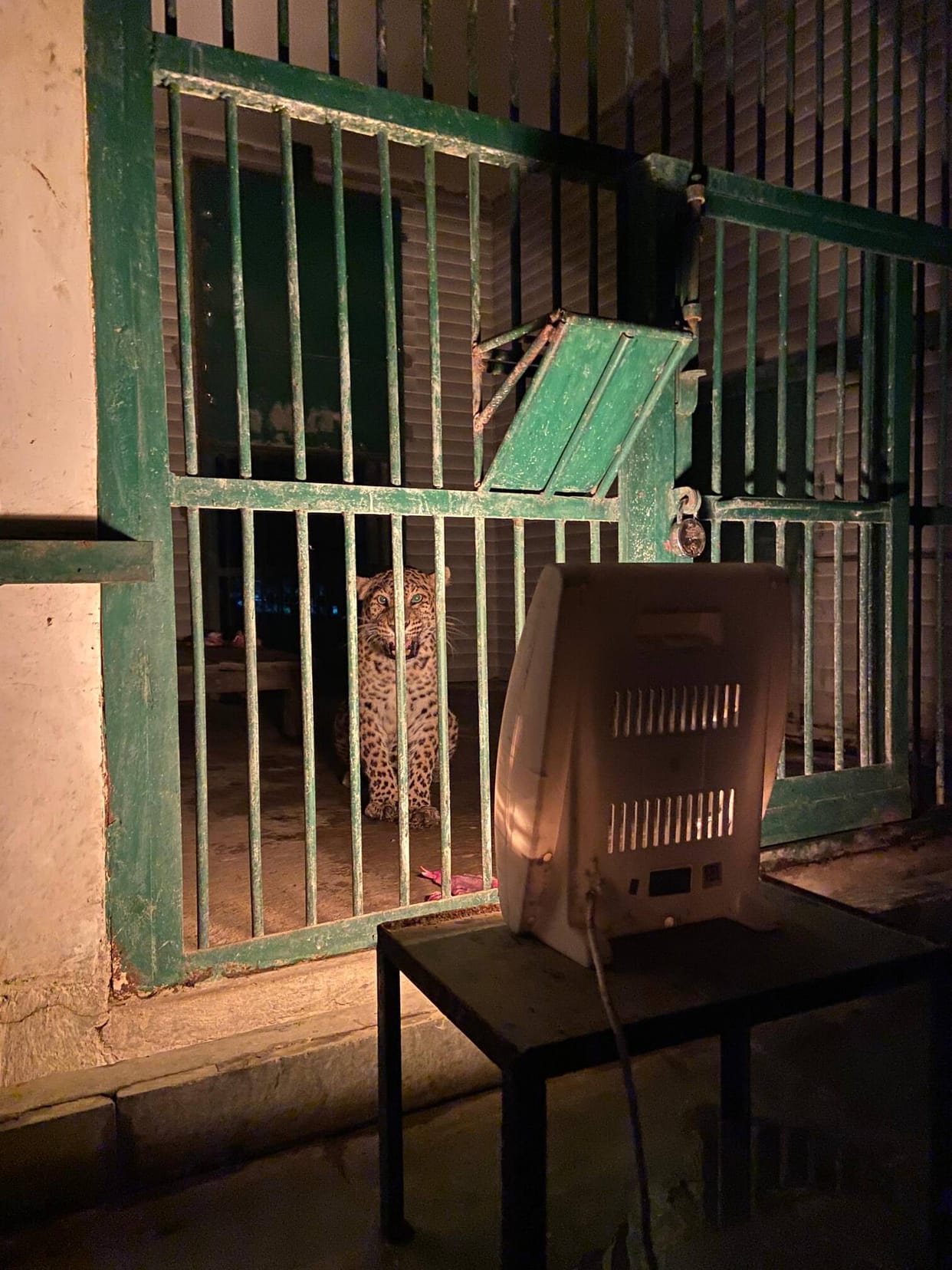 As the heat intensified, the animals were not visible in the enclosure.