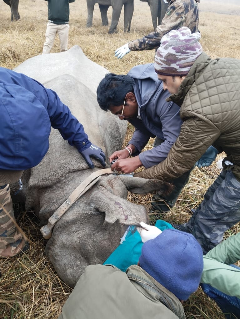 Female rhino Riddhi freed from radio collar on first day