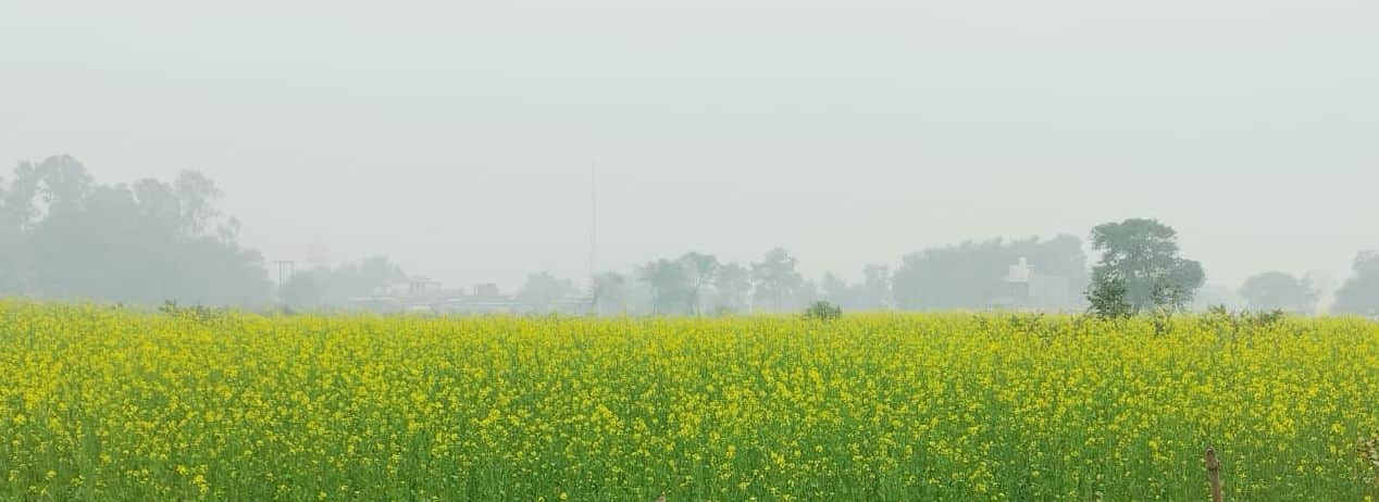 12 सीकेटीपी-21- परिचय- कोहरे से प्रभावित हो रही खेती। संवाद