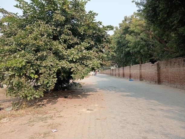 Trees in the middle of the road are the cause of accidents, anger among the people.