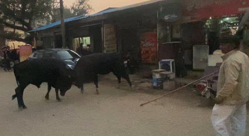 Bulls clash at Fawwara Chowk, people hide in shops