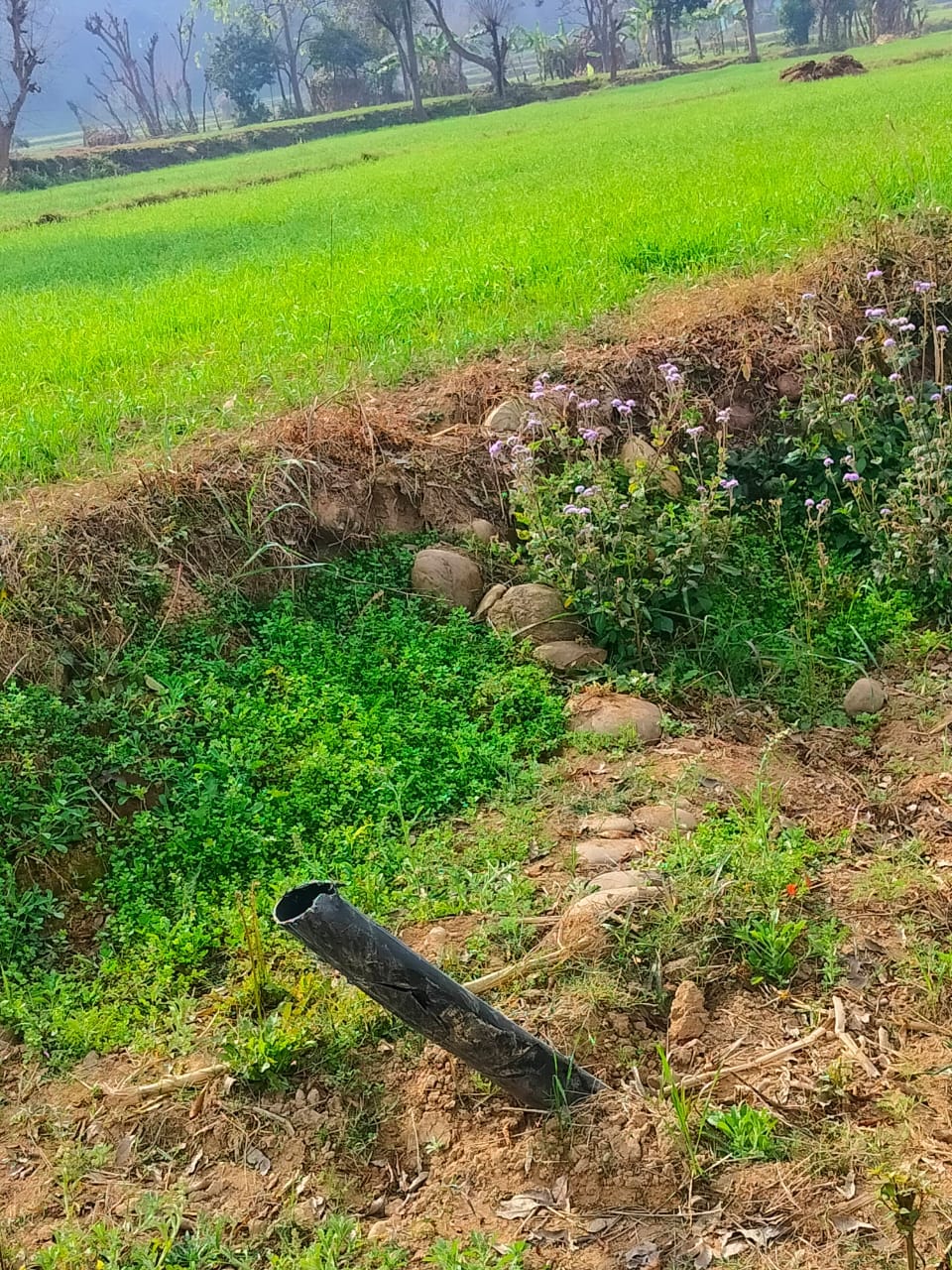 Water has not reached farmers' fields in Amroha for the last 10 years.