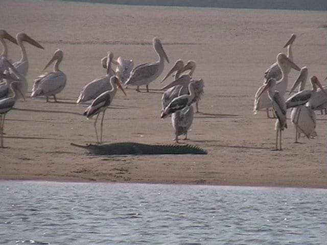 Siberian migratory birds arrive on the banks of the Yamuna