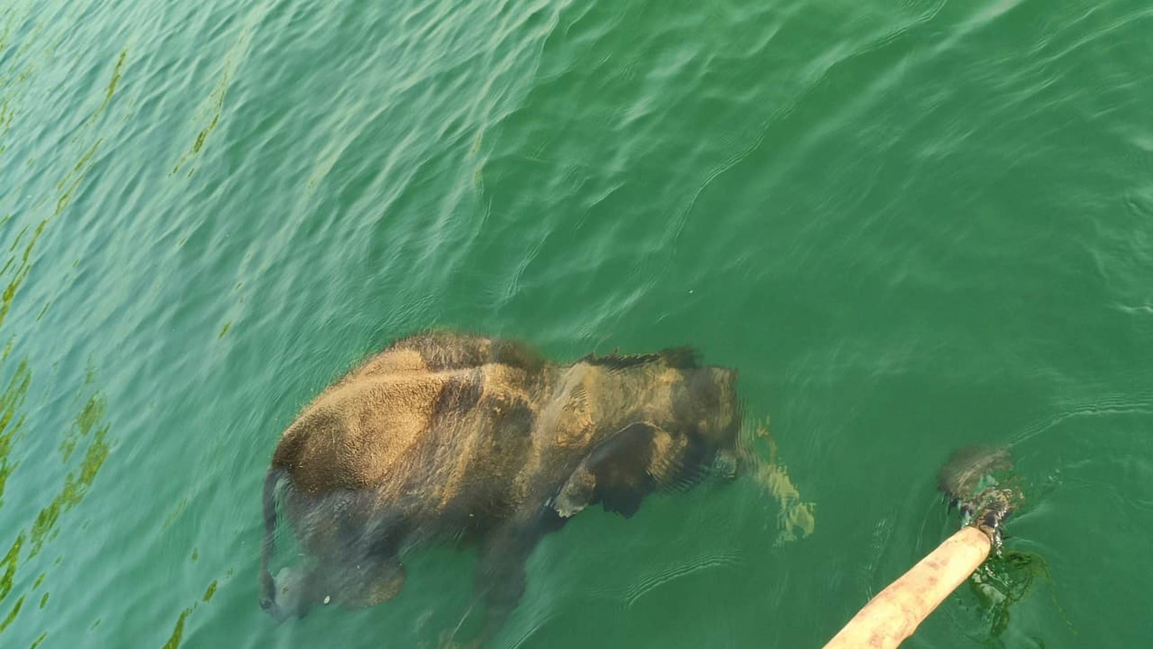 Bijnor: Dead body of baby elephant washed away in Ramganga river, pulled it out with ropes