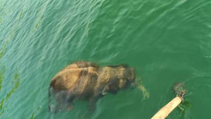 Bijnor: Dead body of baby elephant washed away in Ramganga river, pulled it out with ropes