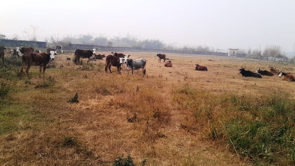 The park and gymnasium are in a dilapidated condition, and stray animals are roaming around