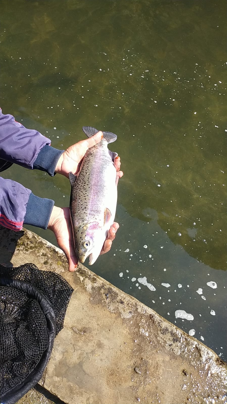 The colorful world of rainbow trout has faded without rain.