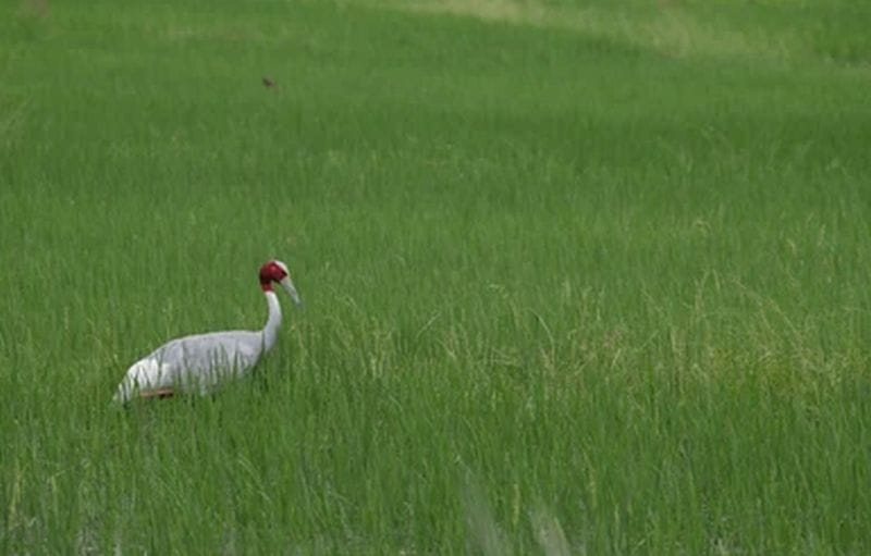 The climate seems to suit the cranes; their numbers have increased to 115 in six months.