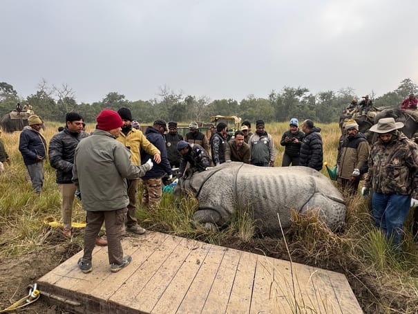 Two more rhinos were tranquilized and radio collars were removed