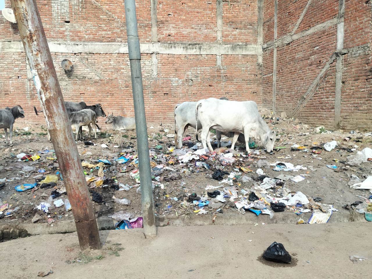 28 सीकेटीपी-6- परिचय- शहर के एसडीएम कालोनी मार्ग पर कूड़े के ढेर के पास मौजूद अन्ना गोवंश । संव