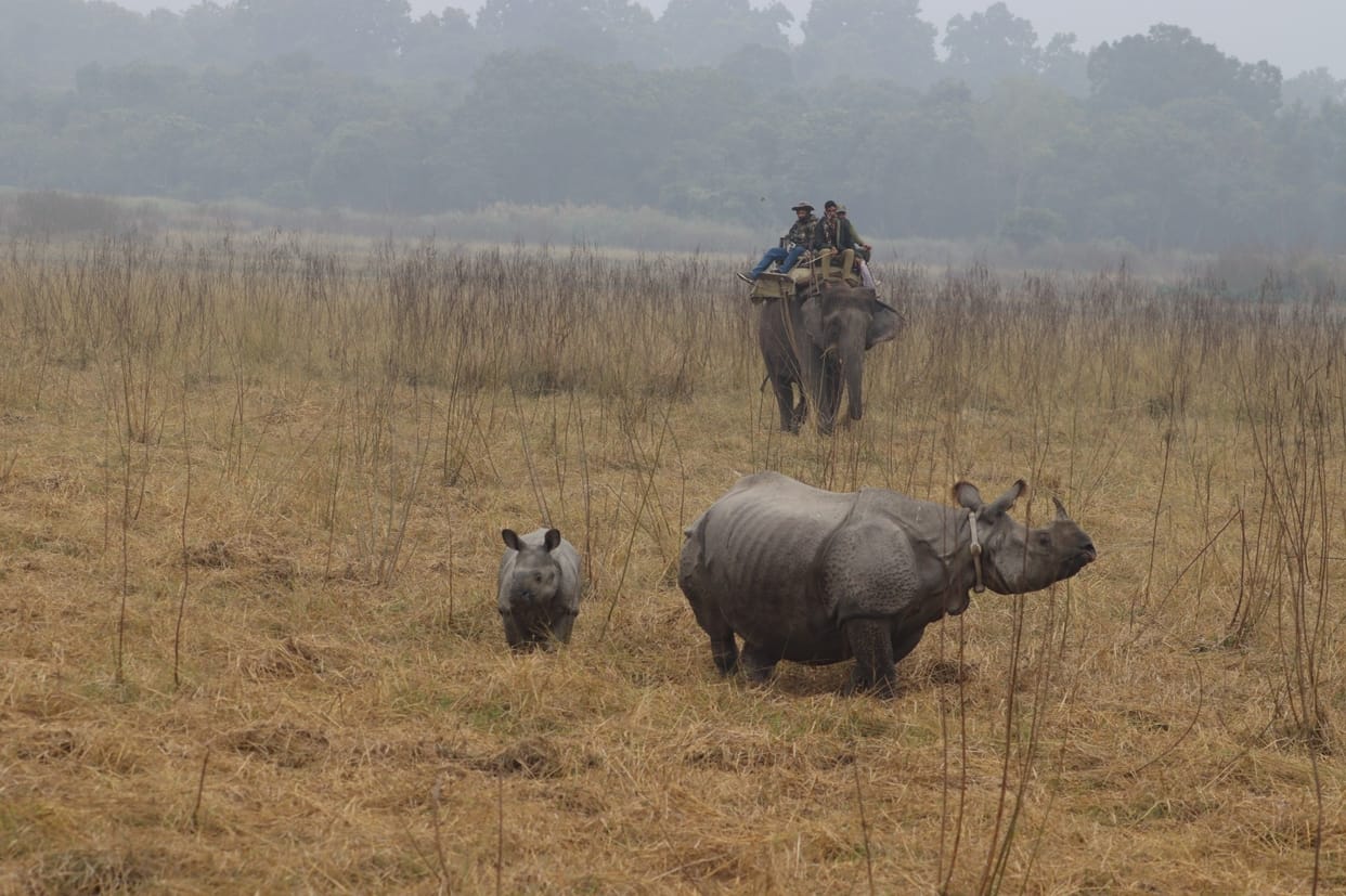 The radio collar will not be removed from the neck of female rhino Vijayashree