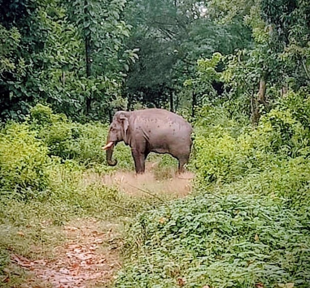 The elephant stood for an hour on the Bharthapur road
