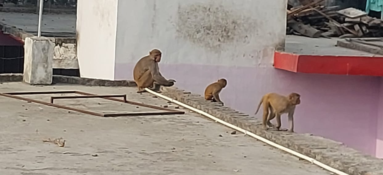 People are worried due to the increasing number of monkeys