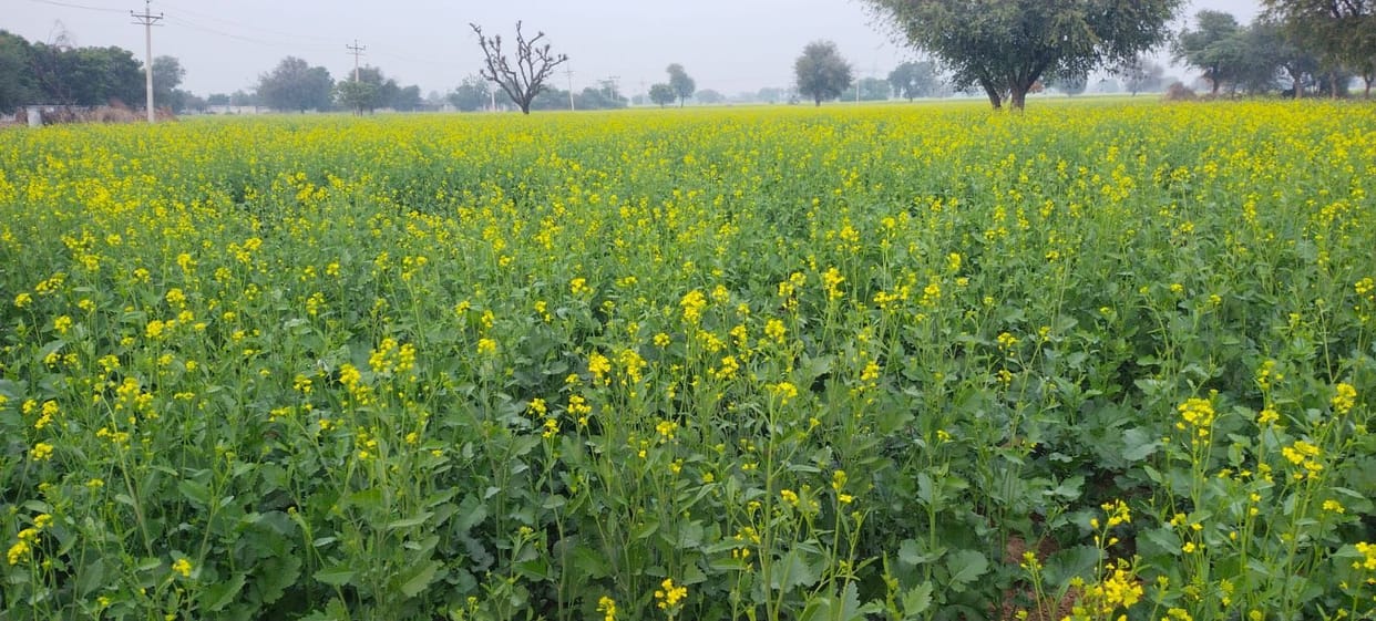 Farmers are advised to maintain moisture in their crops during the cold weather.