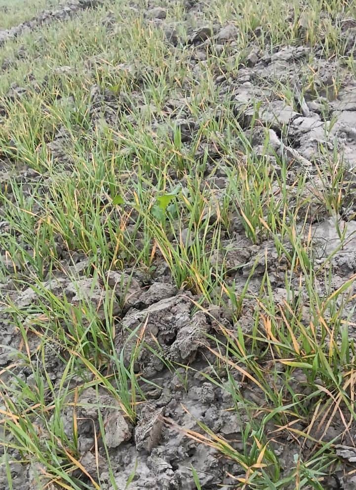 फोटो10गेंहूं की फसल में  पीली पड़ी पत्तियां। संवाद