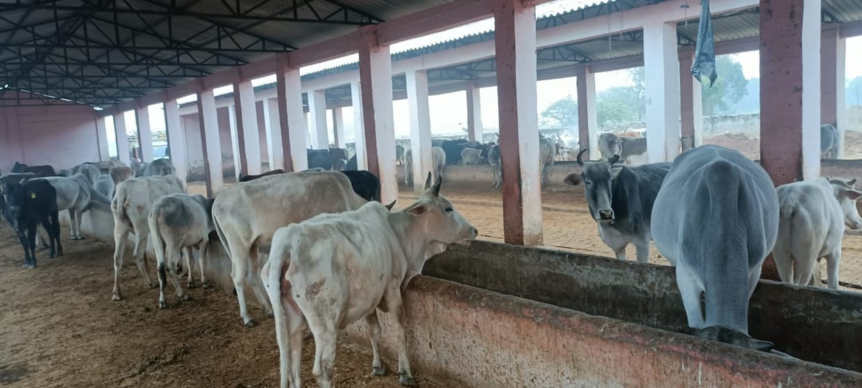 Siddharthnagar News: In the increasing cold, the mute animals are shivering due to lack of arrangements in the cowshed