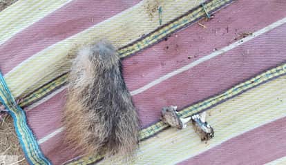 Shahdol News: Fox remains recovered near Lalpur airstrip, accused arrested.