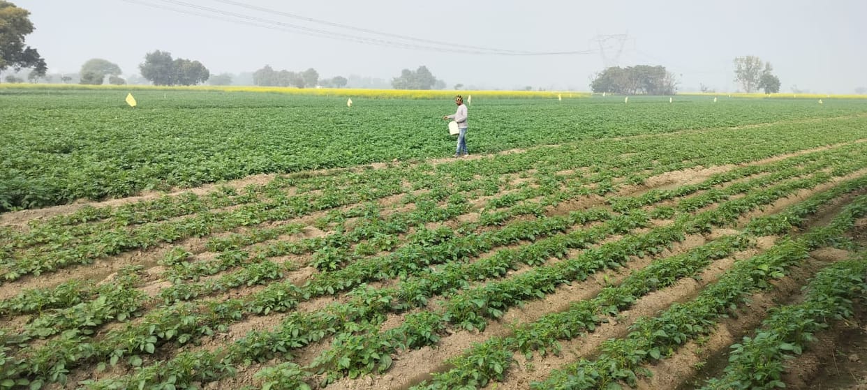Fog and cold weather are increasing farmers' worries