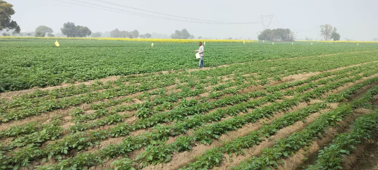 कस्बा सकीट में आलू की फसल की सुरक्षा के लिए दवा का छिड़काव करता किसान। संवाद