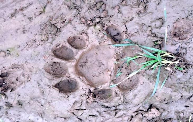 There was a stir after finding footprints of a wild animal