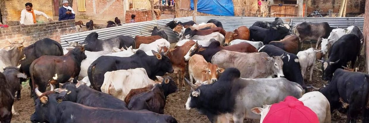 In Kandhaipur, villagers confined stray animals to a plot