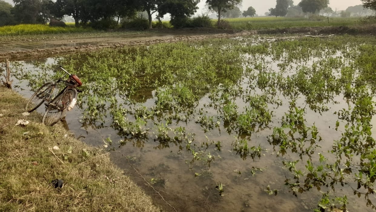 Due to the cut in the drain, 30 bigha fields are flooded, crops are in danger.