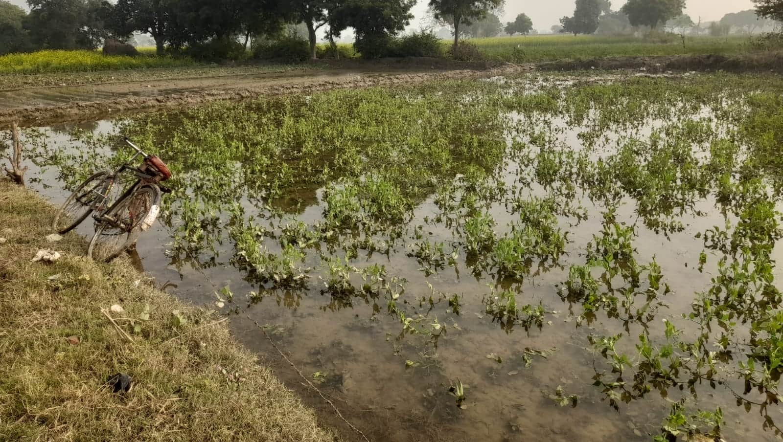 नाला कटने से गांव किशोरपुरा में जलमग्न फसलें। संवाद