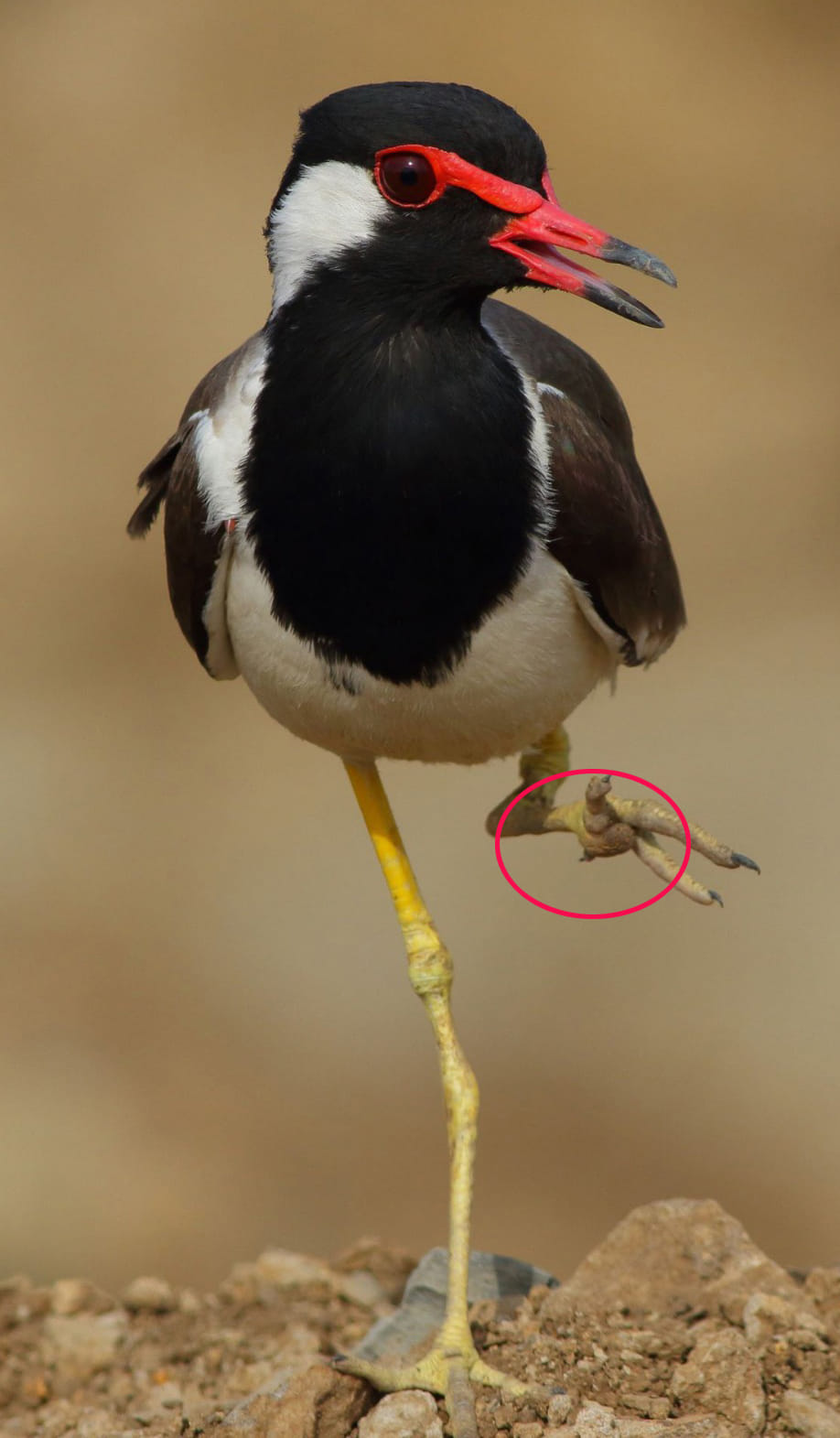 The lapwing is unable to sit on a tree because one finger is short.
