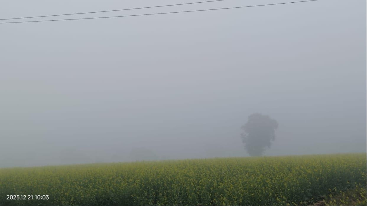 The game of sunshine and shadow continued throughout the day, fog prevailed in the morning, cold winds increased the chill.