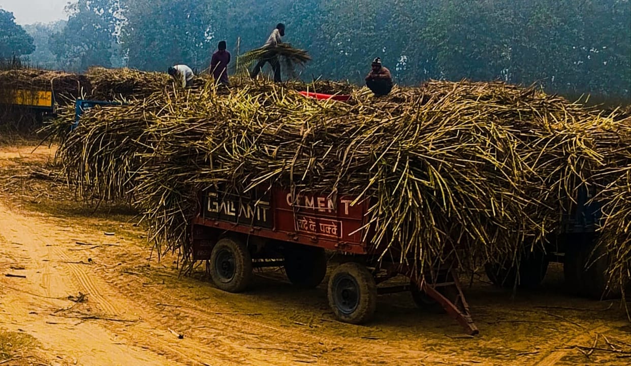 Farmers protested, angered by the lack of sugarcane weighing facilities.