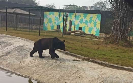 19.. लघु चिड़िया घर में रविवार को हल्की धूप में घूमता भालू। संवाद