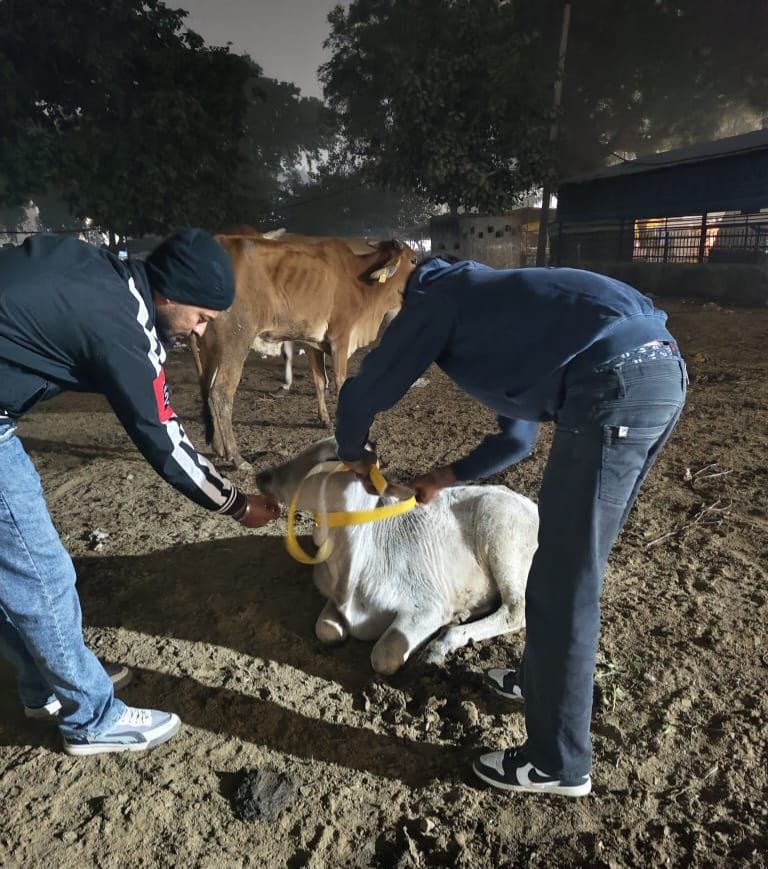 Stray cattle roaming on the roads have been fitted with radium tape around their necks.