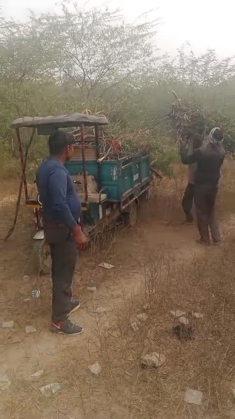 Green acacia trees cut in TTZ area, video goes viral