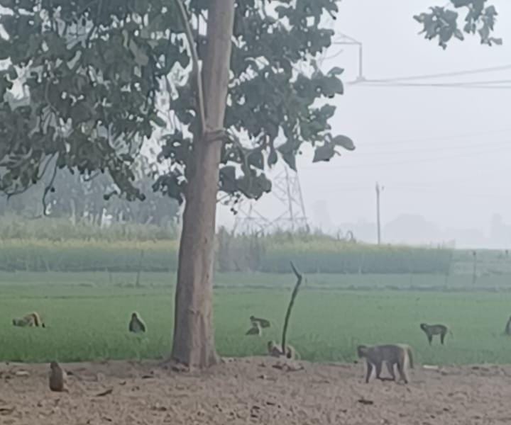 Herds of monkeys are destroying crops