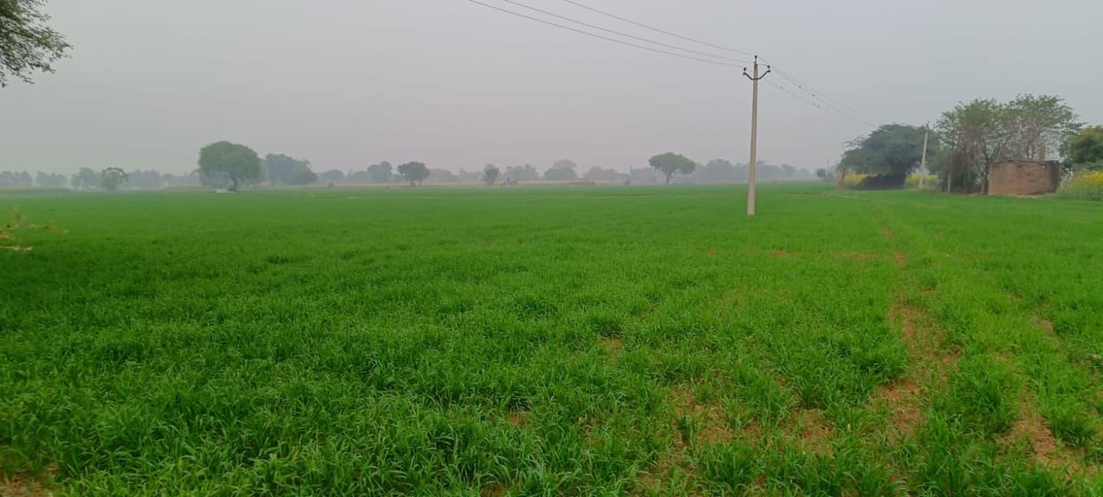 Rabi crops are being grown in the ravines through natural farming.